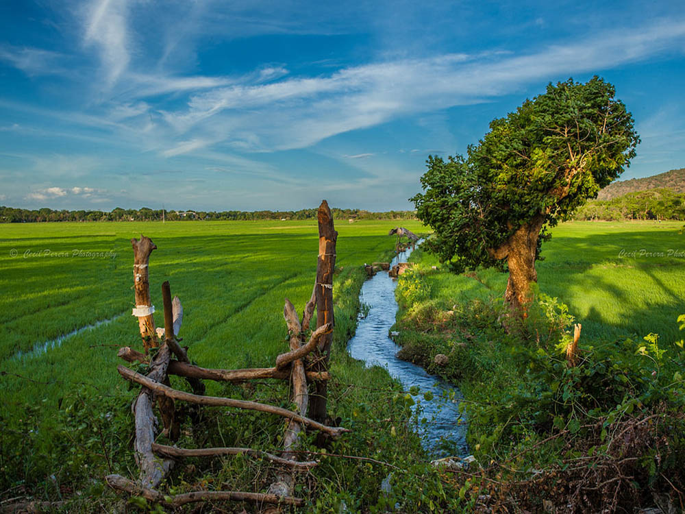 kataragama town